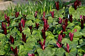 TRILLIUM SESSILE RUBRUM