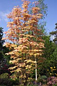 TOONA SINENSIS FLAMINGO