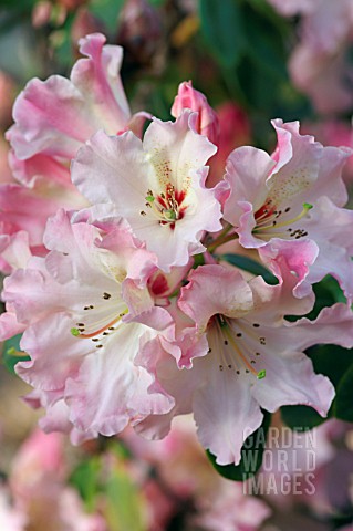 RHODODENDRON_LEMS_CAMEO