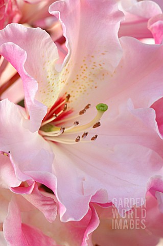 RHODODENDRON_LEMS_CAMEO