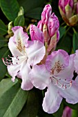 RHODODENDRON MRS CHARLES E PEARSON