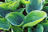 HOSTA TOKUDAMA AUREONEBULOSA