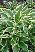 HOSTA YELLOW SPLASH