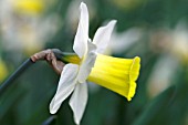 NARCISSUS BRAVOURE DAFFODIL