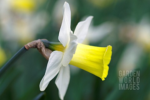 NARCISSUS_BRAVOURE_DAFFODIL