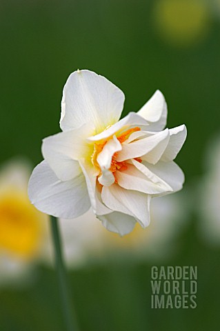 NARCISSUS_ACROPOLIS_DOUBLE_DAFFODIL