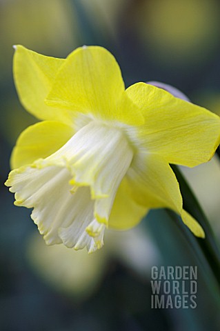 narcissus st patricks day