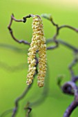 CORYLUS AVELLANA CONTORTA, CORKSCREW HAZEL CATKINS