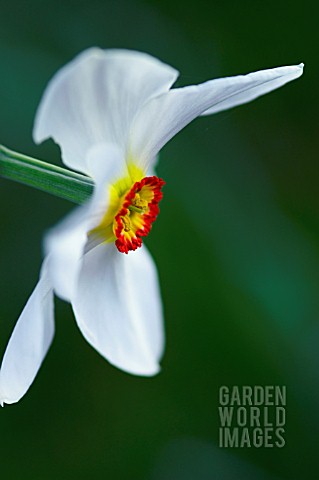 NARCISSUS_POETICUS_POETS_DAFFODIL