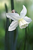 NARCISSUS TRESAMBLE, DAFFODIL