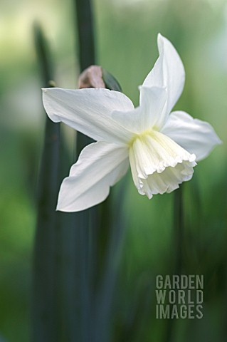 NARCISSUS_TRESAMBLE_DAFFODIL