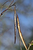 CATALPA SPECIOSA, NORTHERN CATALPA, EMPTY SEED PODS