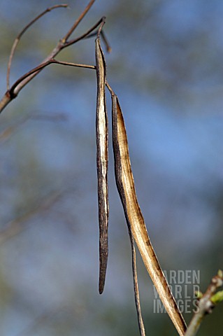 CATALPA_SPECIOSA_NORTHERN_CATALPA_EMPTY_SEED_PODS