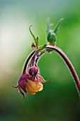 GEUM TANGERINE AVENS