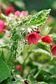 PULMONARIA RUBRA RACHEL VERNIE