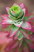 EUPHORBIA BASELICIS, SPURGE