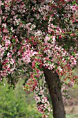 MALUS FLORIBUNDA BLOSSOM