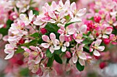 MALUS FLORIBUNDA BLOSSOM