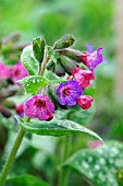 PULMONARIA GILL RICHARDSON