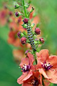 CUCULLIA VERBASCI MULLEIN MOTH CATERPILLAR ON VERBASCUM CHEROKEE