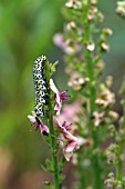 CUCULLIA VERBASCI MULLEIN MOTH CATERPILLAR ON VERBASCUM