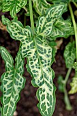 ARUM ITALICUM WHITE WINTER LORDS AND LADIES