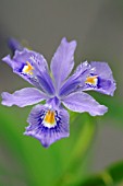 IRIS CONFUSA MARTYN RIX