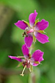 GERANIUM X MONACENSE