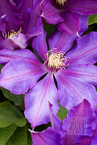 CLEMATIS_RICHARD_PENNELL