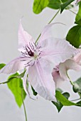 CLEMATIS PINK FANTASY