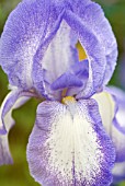 IRIS GERMANICA BLUE SHIMMER