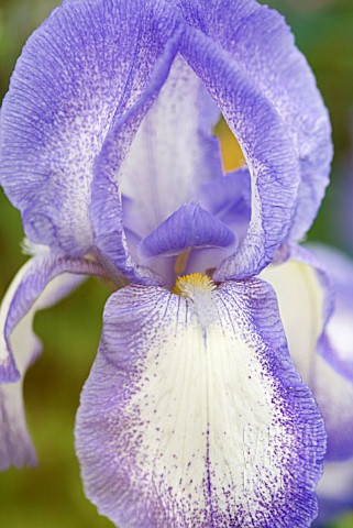 IRIS_GERMANICA_BLUE_SHIMMER