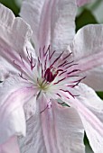 CLEMATIS PINK FANTASY