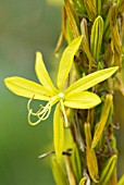 ASPHODELINE LUTEA