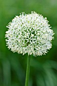 ALLIUM MOUNT EVEREST