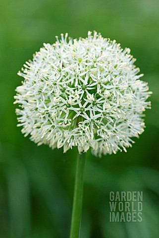 ALLIUM_MOUNT_EVEREST