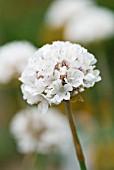 ARMERIA BRUTUS