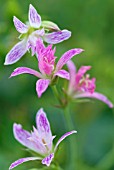 GERANIUM X OXONIANUM BRECKLAND BROWNIE