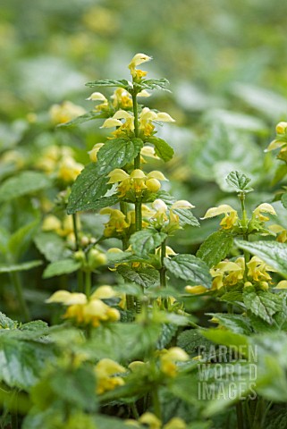 LAMIUM_GALEOBDOLON_HERMANNS_PRIDE