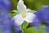 TRILLIUM GRANDIFLORUM PLANTED BEHIND BLUE BELLS