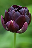 TULIPA BLACK HERO, TULIP