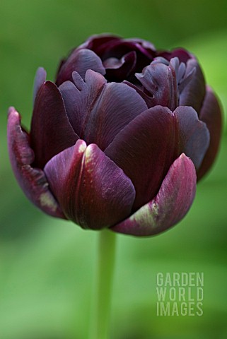 TULIPA_BLACK_HERO_TULIP