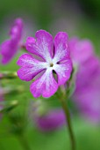 PRIMULA SIEBOLDII MIKADO