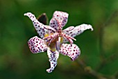 TRICYRTIS HIRTA MATSUKAZE TOAD LILY