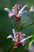 TRICYRTIS HIRTA MATSUKAZE, TOAD LILY