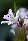 TRICYRTIS LATIFOLIA, TOAD LILY