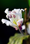 TRICYRTIS LATIFOLIA, TOAD LILY