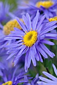 ASTER AMELLUS GRUNDER