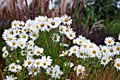 LEUCANTHEMELLA SEROTINA