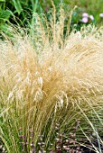 STIPA TENUISSIMA